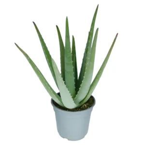 Aloe Vera o Sabila Peru